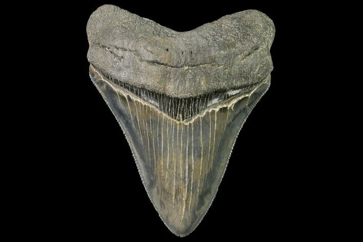 Serrated, Fossil Megalodon Tooth - Beautiful Tooth #138995